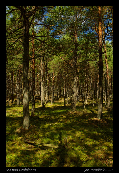 Les pod Czołpinem